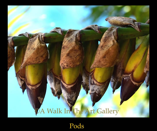 Pods Photogrsph - Island Art by Yotigo